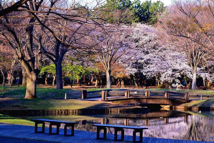 Công viên Yoyogi - địa điểm tổ chức Hanami